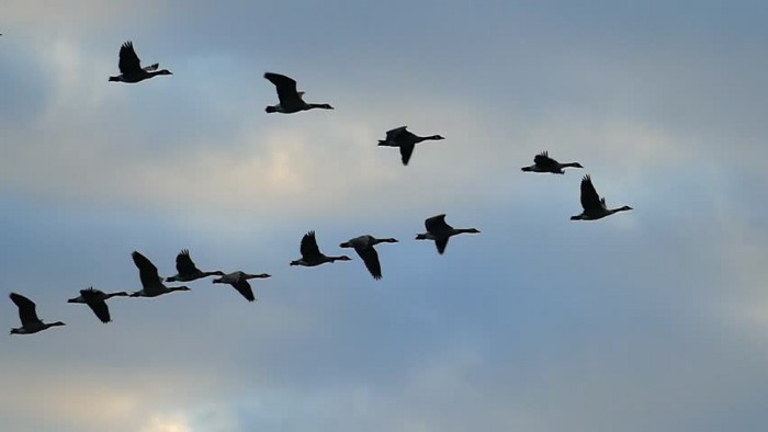 Flocks of geese can be very loud and noisy while they try to maintain their V-shape, whereas other flocks of geese do it with only a bit of “gacking”. A good metaphor for the difference between implicit and explicit coordination. Picture made available under Creative Commons (photographer unknown to us, but if you know send us a message).