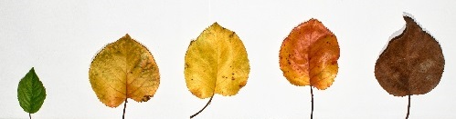 2 rows of leaves mirrored horizintally. The left most leaf is green and healthy and they become more discoloured and unhealthy towards the right