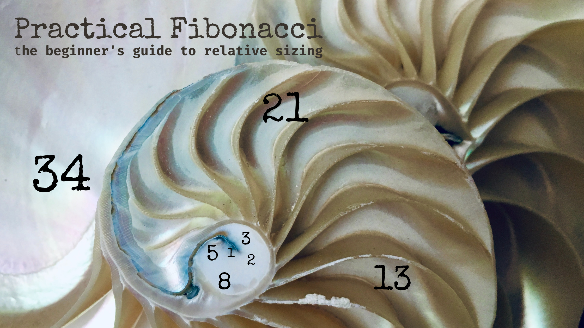 Shell overlayed with Fibonacci sequence