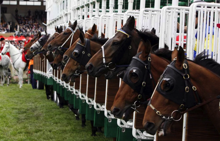 Race horses about to come out of the gate